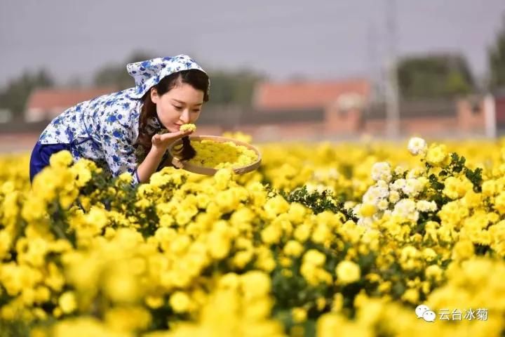 云臺冰菊基地發(fā)生了什么？一批批領(lǐng)導(dǎo)專家團隊前來！